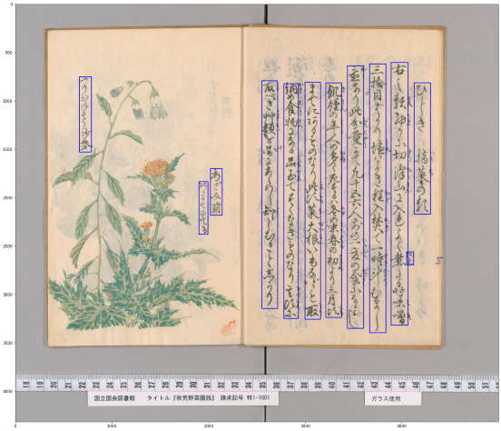 Figure with the text area framed on page 5 of「救荒野菜圖説」